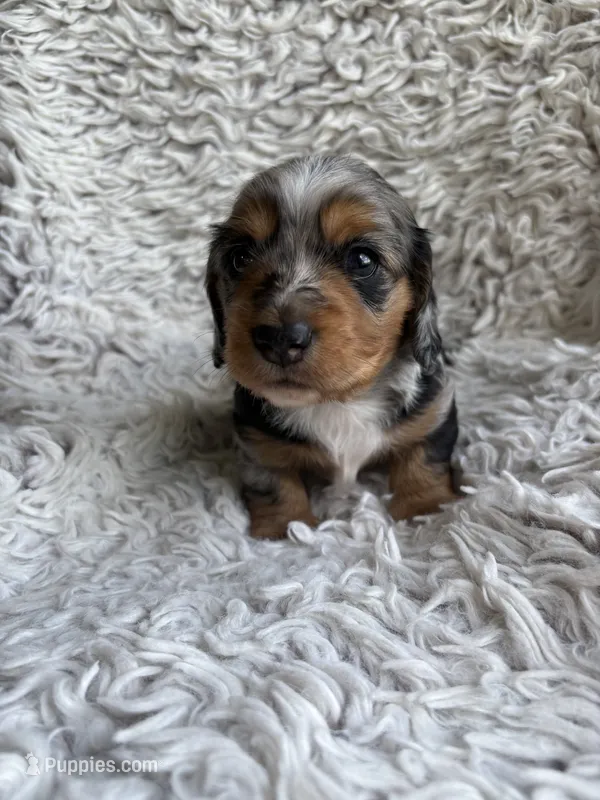 Dunston – Miniature Dachshund puppy for sale in Hindsville, AR