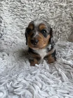 Dunston, a male Miniature Dachshund for sale in Hindsville, AR – 1 of 6