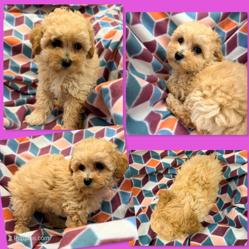 AKC Zoey's Female #2 – Bichpoo puppy for sale in Xenia, IL