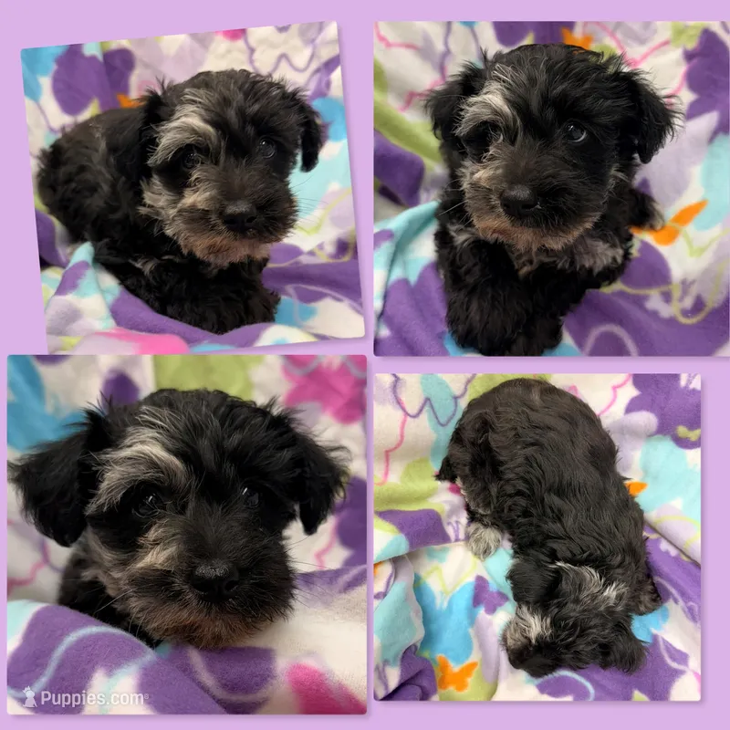 AKC Gabriella's Black/Silver/White – Schnoodle puppy for sale in Xenia, IL
