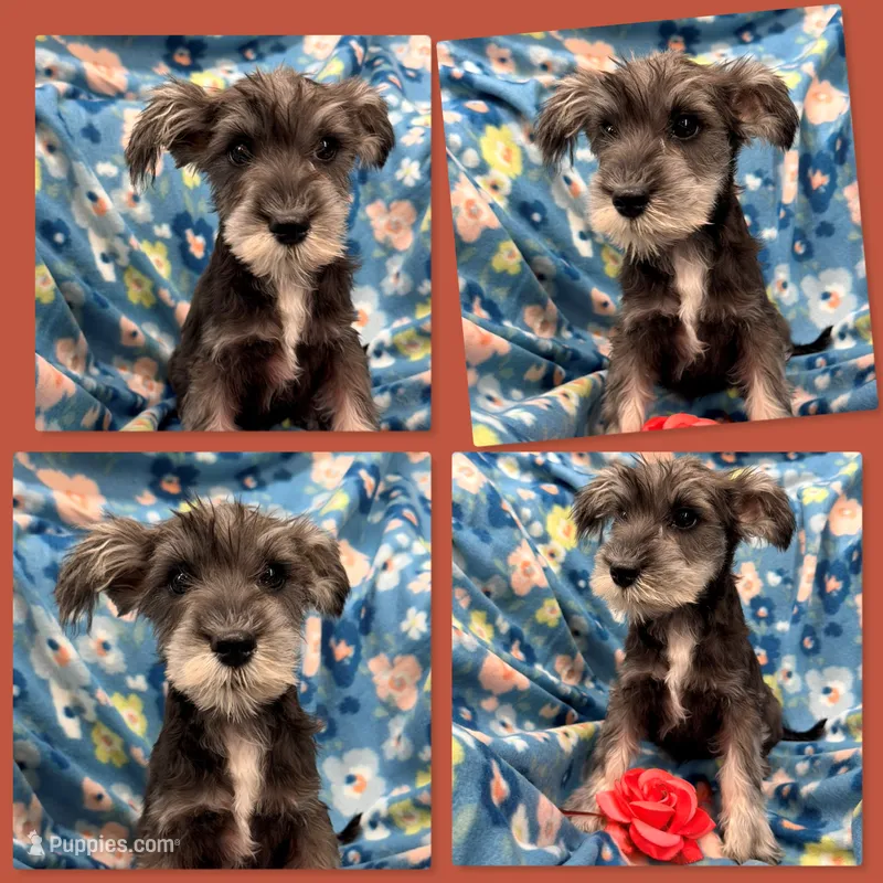 AKC Margaret's Tiny Female – Miniature Schnauzer puppy for sale in Xenia, IL