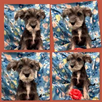 AKC Margaret's Tiny Female, a female Miniature Schnauzer for sale in Xenia, IL – 1 of 1