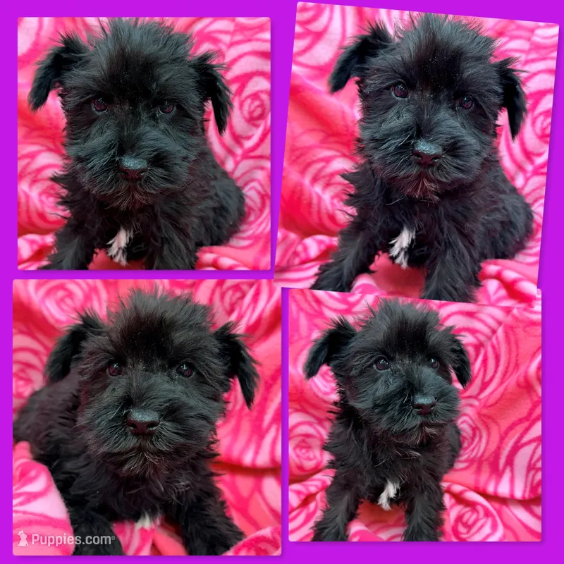 AKC Rina's Female #1, a female Miniature Schnauzer for sale in Xenia, IL – Photo 1 of 1