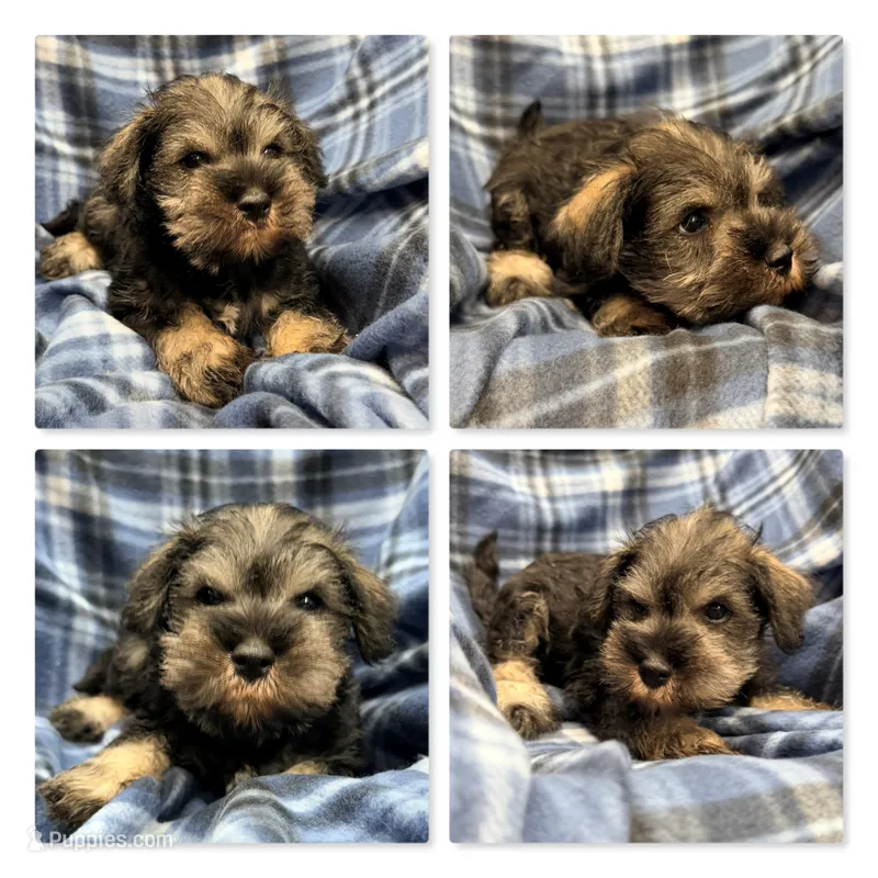 AKC Margaret's Male #1 – Miniature Schnauzer puppy for sale in Xenia, IL