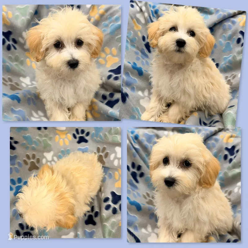 AKC Vickie's Male #1 – Maltipoo puppy for sale in Xenia, IL