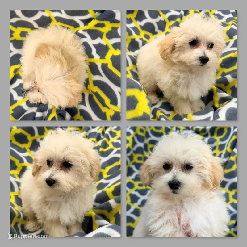 AKC Vickie's Male #2 – Maltipoo puppy for sale in Xenia, IL