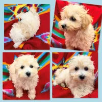 AKC Vickie's Male #1, a male Maltipoo for sale in Xenia, IL – 1 of 1