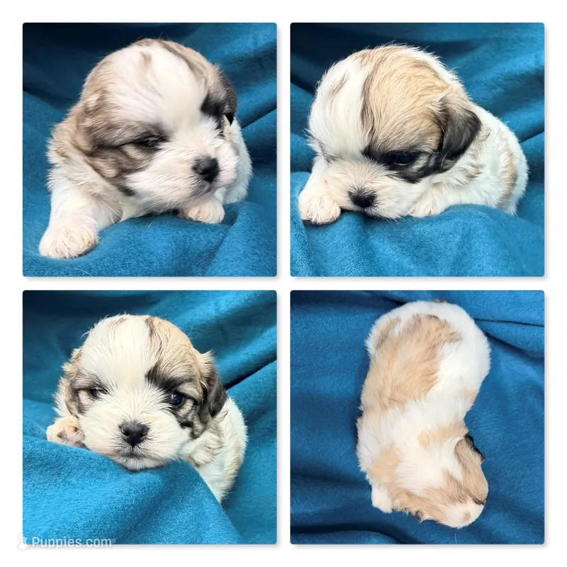 AKC Mauve's Male #3 – Shichon puppy for sale in Xenia, IL