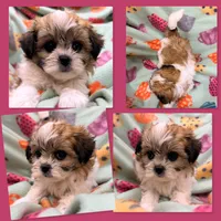 AKC Lilala's Female #2, a female Shichon for sale in Xenia, IL – 1 of 1