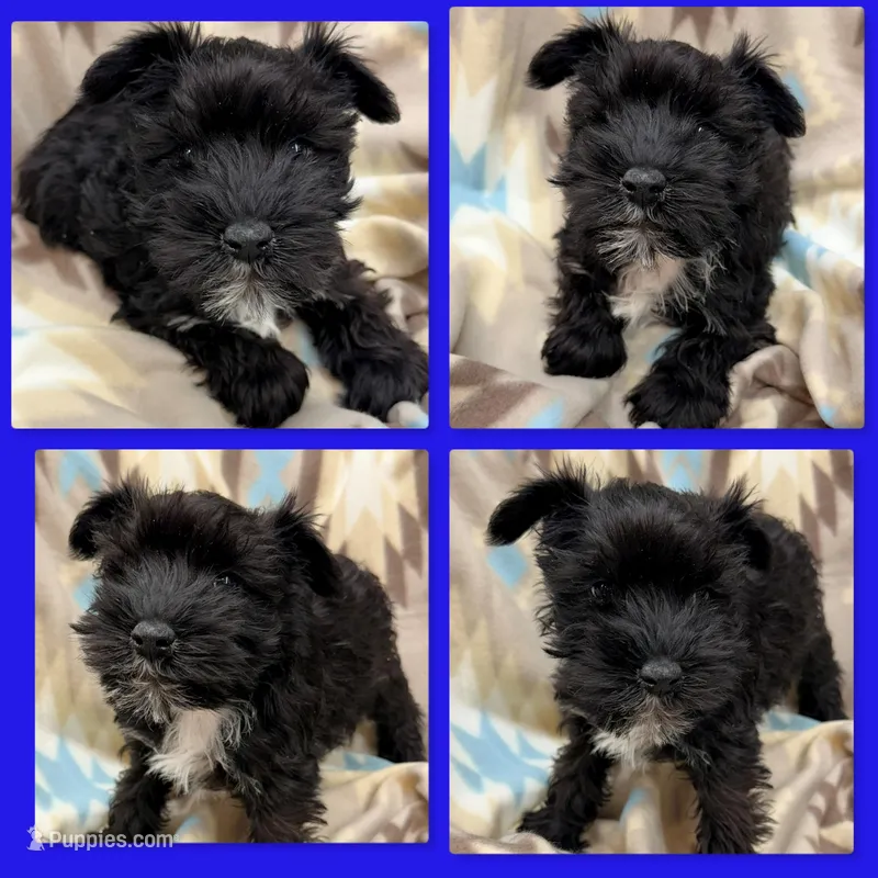 AKC Rina's Male #1, a male Miniature Schnauzer for sale in Xenia, IL – Photo 1 of 1