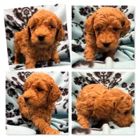 AKC Maya's Male #1, a male Poodle - Toy  for sale in Xenia, IL – 1 of 1