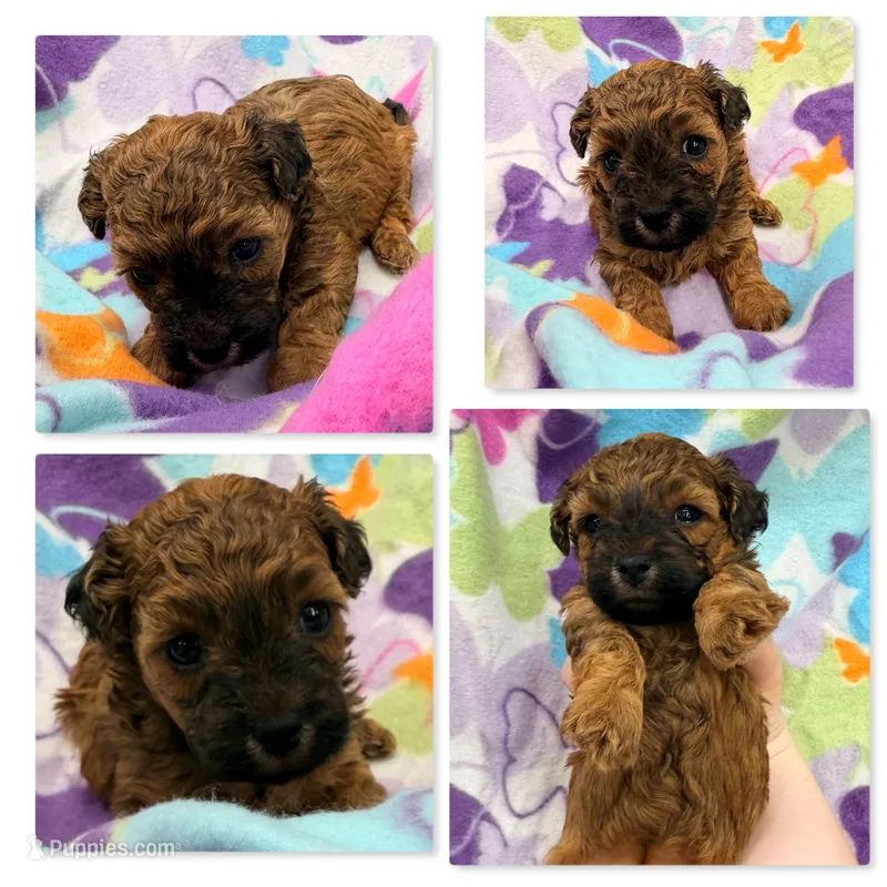 Lizzie's ShichonPoo Female