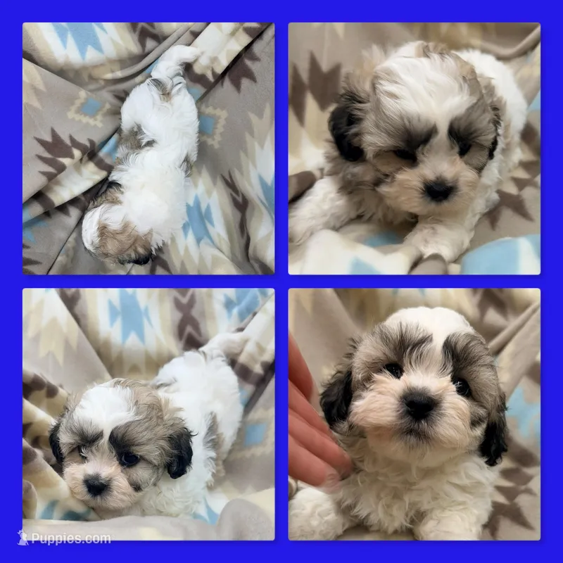 AKC Mauve's Male #2 – Shichon puppy for sale in Xenia, IL