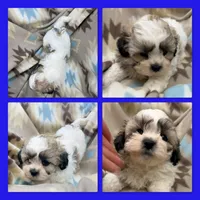 AKC Mauve's Male #2, a male Shichon for sale in Xenia, IL – 1 of 1