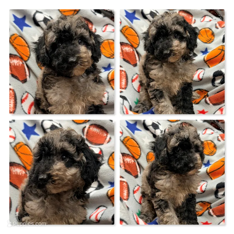AKC Iris's Black/Silver Merle Male #1 – Poodle - Toy , Poodle - Miniature  puppy for sale in Xenia, IL