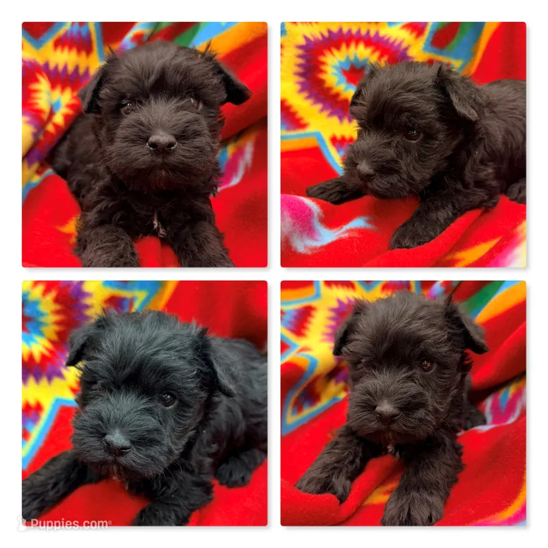 AKC Margaret's Male #1