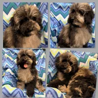 AKC Iris's Black/Silver Merle Male #1, a male Poodle - Toy  and Poodle - Miniature  for sale in Xenia, IL – 1 of 1