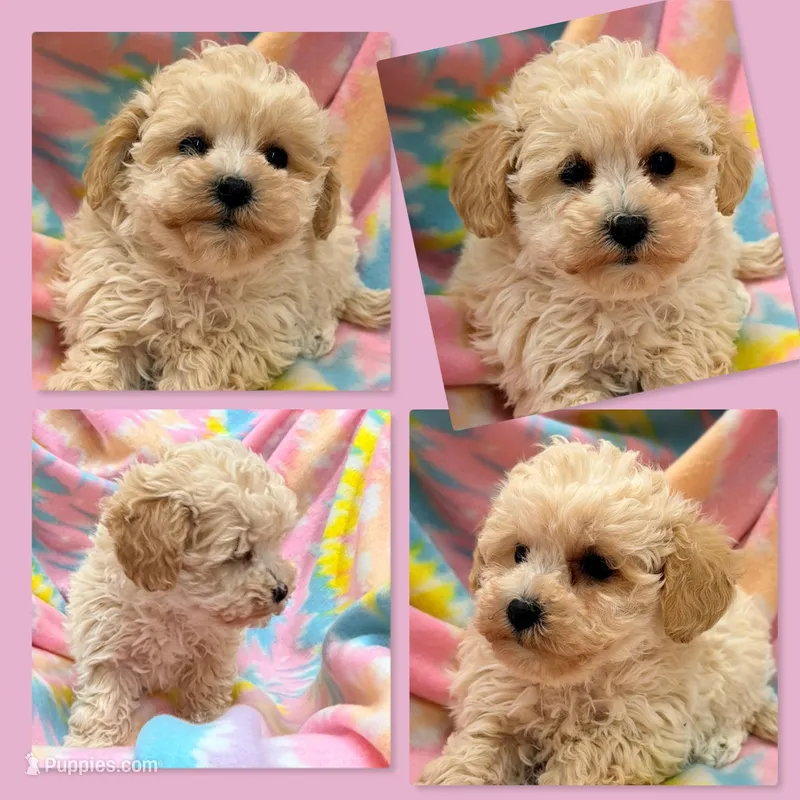 AKC Echo's Female #2