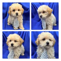 AKC Thalia's Male #3, a male Bichpoo for sale in Xenia, IL – 1 of 1