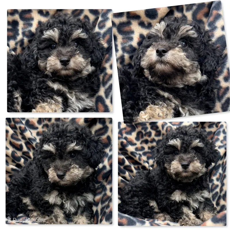 AKC Champion Lined Male Pup – Bichpoo puppy for sale in Xenia, IL