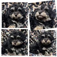 AKC Champion Lined Male Pup, a male Bichpoo for sale in Xenia, IL – 1 of 1