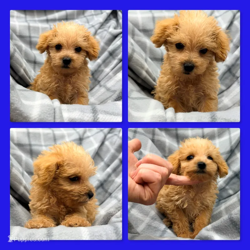 AKC Crimson's Male – Schnoodle puppy for sale in Xenia, IL