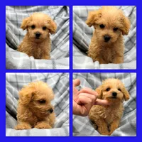 AKC Crimson's Male, a male Schnoodle for sale in Xenia, IL – 1 of 1