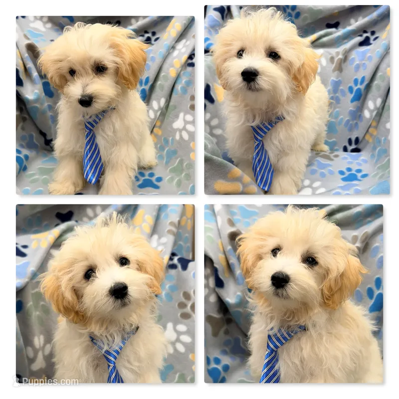 AKC Vickie's Male #1 – Maltipoo puppy for sale in Xenia, IL