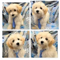AKC Vickie's Male #1, a male Maltipoo for sale in Xenia, IL – 1 of 1