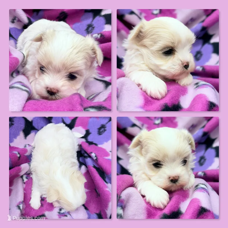 AKC Moria's Female #1 – Mal Shi puppy for sale in Xenia, IL