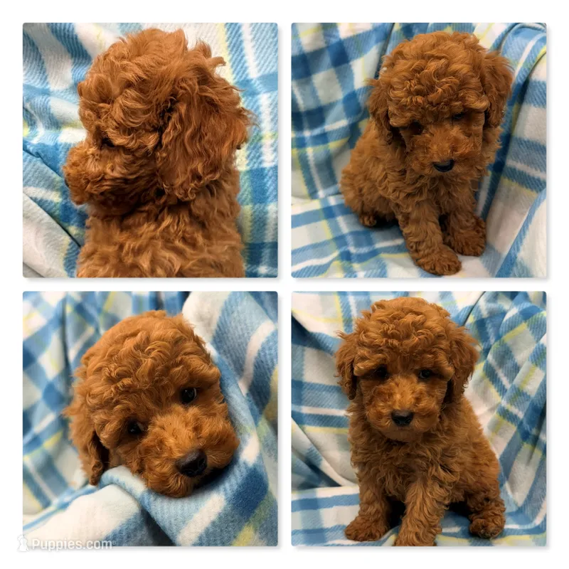 AKC Tiddle's Male #2 – Poodle - Toy  puppy for sale in Xenia, IL