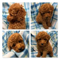 AKC Tiddle's Male #2, a male Poodle - Toy  for sale in Xenia, IL – 1 of 1