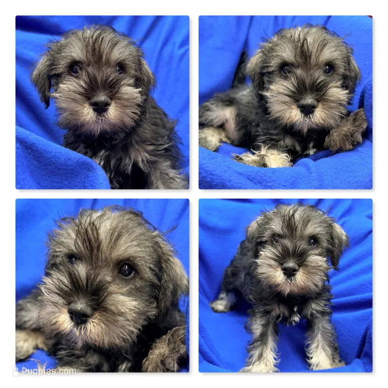AKC Margaret's Male #1 – Miniature Schnauzer puppy for sale in Xenia, IL