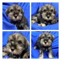AKC Margaret's Male #1, a male Miniature Schnauzer for sale in Xenia, IL – 1 of 1