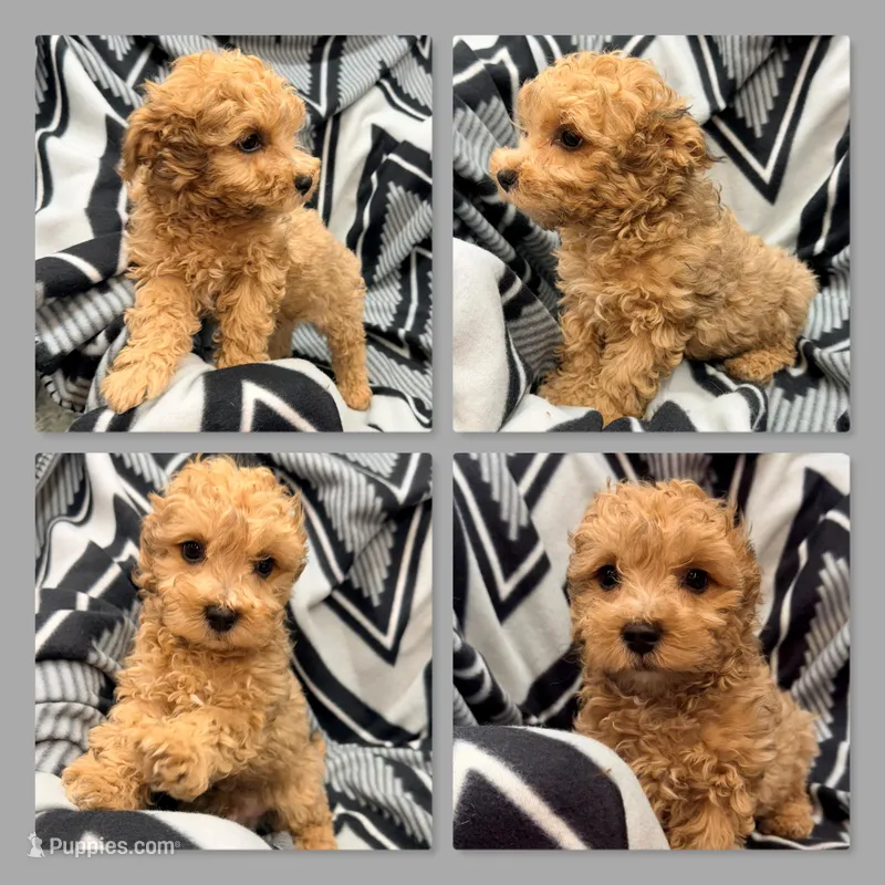 Lizzie's ShichonPoo Male #2