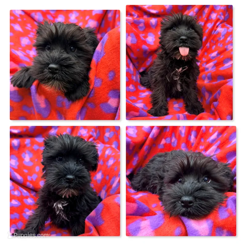 AKC Rina's Female #3 – Miniature Schnauzer puppy for sale in Xenia, IL