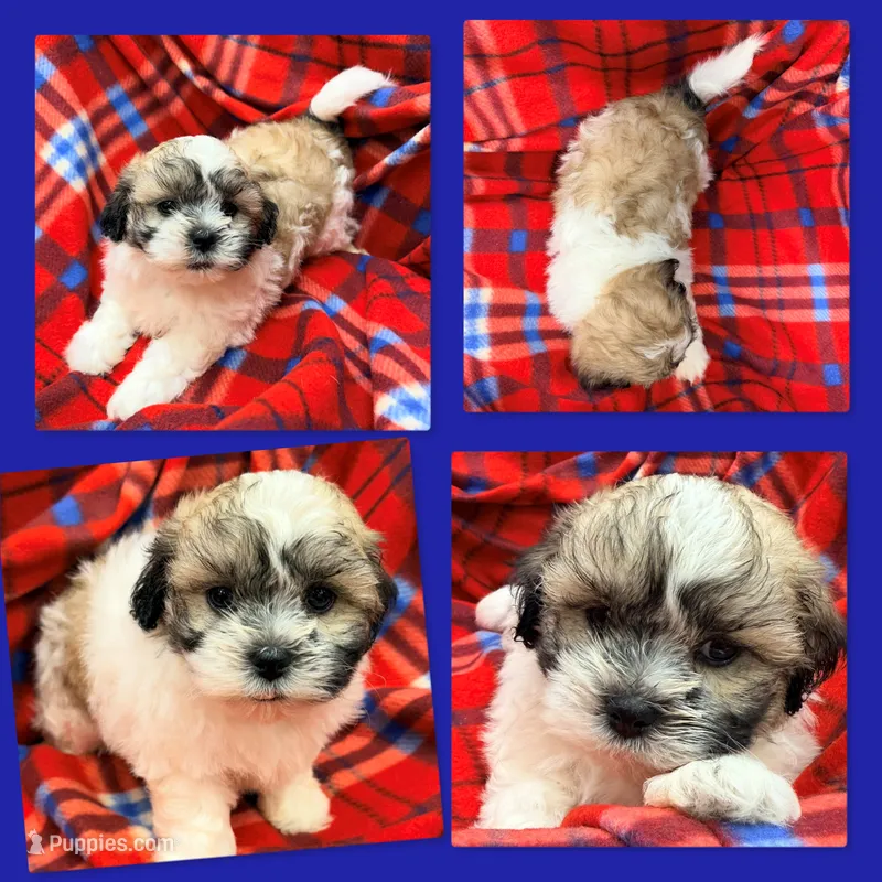 AKC Lilala's Male – Shichon puppy for sale in Xenia, IL