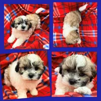 AKC Lilala's Male, a male Shichon for sale in Xenia, IL – 1 of 1