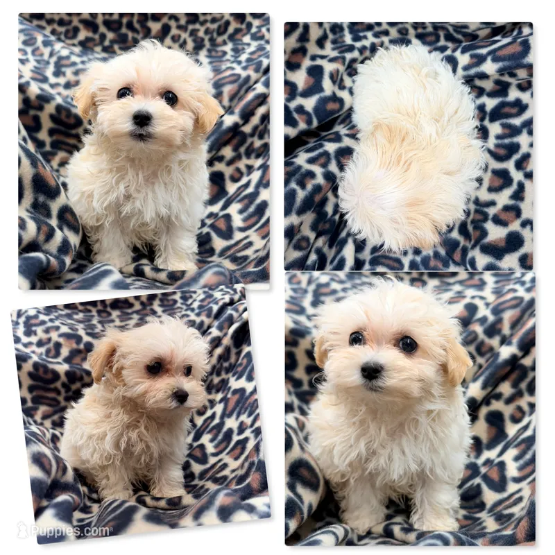 AKC Vickie's Tiny Female #3 – Maltipoo puppy for sale in Xenia, IL