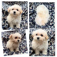 AKC Vickie's Tiny Female #3, a female Maltipoo for sale in Xenia, IL – 1 of 1