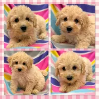 AKC Jane's Female #3, a female Poodle - Toy  for sale in Xenia, IL – 1 of 1
