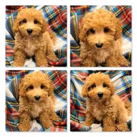 AKC Patience's Male #1, a male Bichpoo for sale in Xenia, IL – 1 of 1