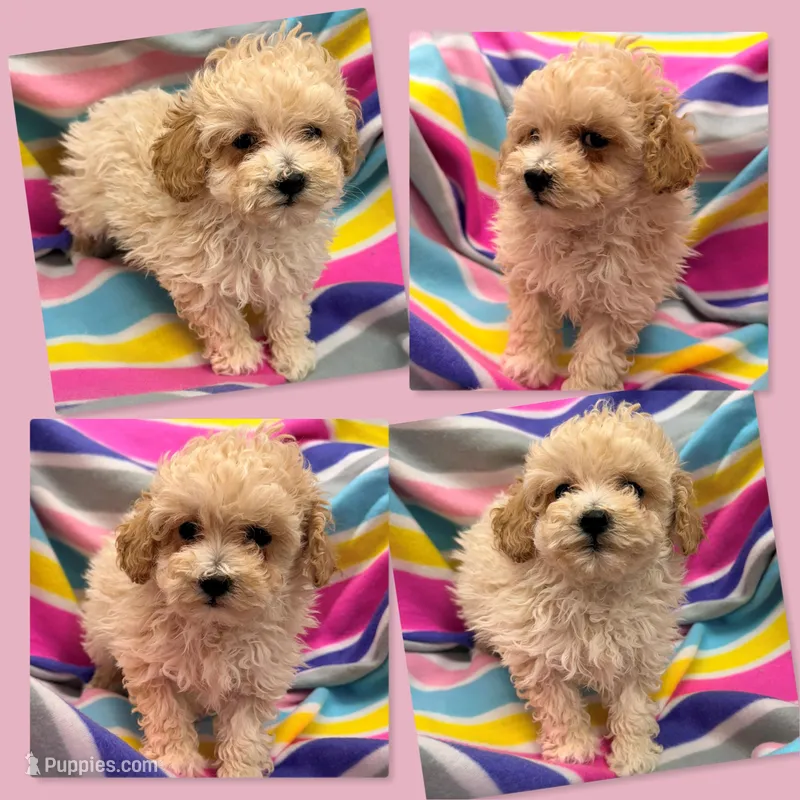 AKC Vivian's Female #1