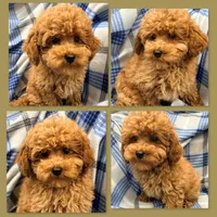AKC Maya's Male #2, a male Poodle - Toy  for sale in Xenia, IL – 1 of 1
