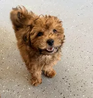 AKC Lizzy's GIrl, a female Poodle - Toy  and Shichon for sale in Xenia, IL – Photo 2 of 2