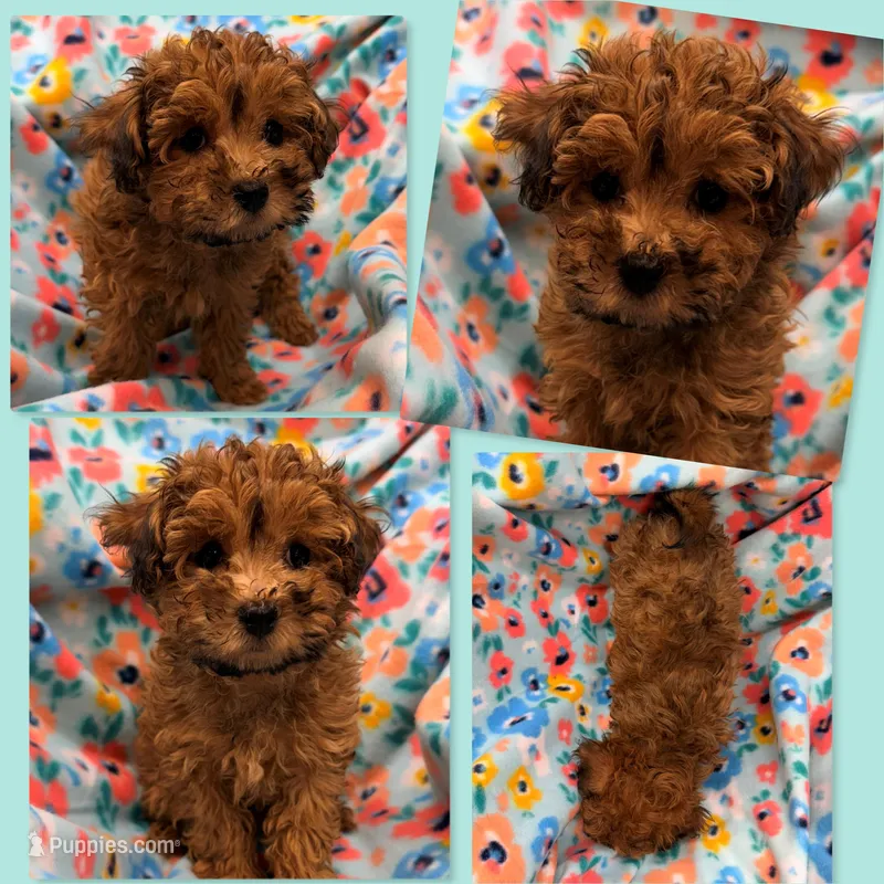 AKC Lizzy's GIrl – Poodle - Toy , Shichon puppy for sale in Xenia, IL