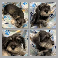 AKC Lilac's Male #1, a male Miniature Schnauzer for sale in Xenia, IL – 1 of 1
