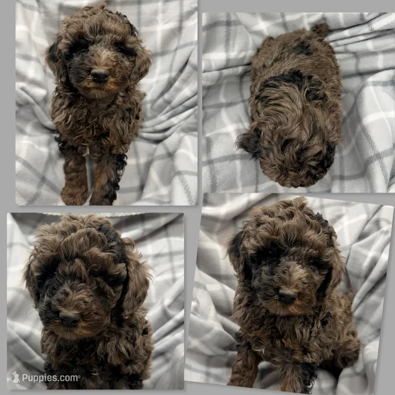 AKC Cinni's Merle Male #1