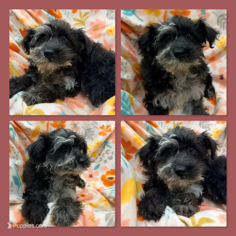 AKC Gabriella's Female – Schnoodle puppy for sale in Xenia, IL