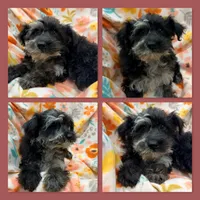 AKC Gabriella's Female, a female Schnoodle for sale in Xenia, IL – 1 of 1